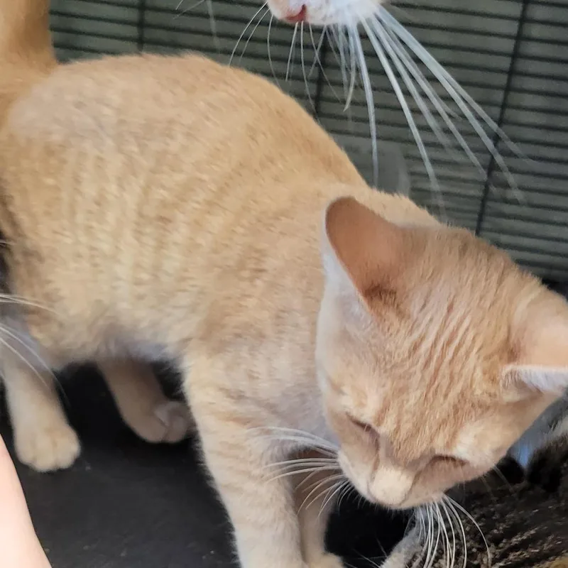 A baby small-sized male Buff / Tan / Fawn Domestic Short Hair cat named Hugo for adoption in Monroe, MI