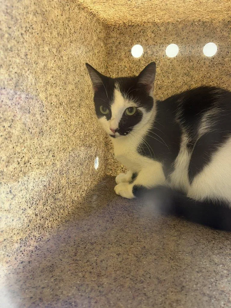 A young small-sized female Black Domestic Short Hair cat named Tora for adoption in Raleigh, NC