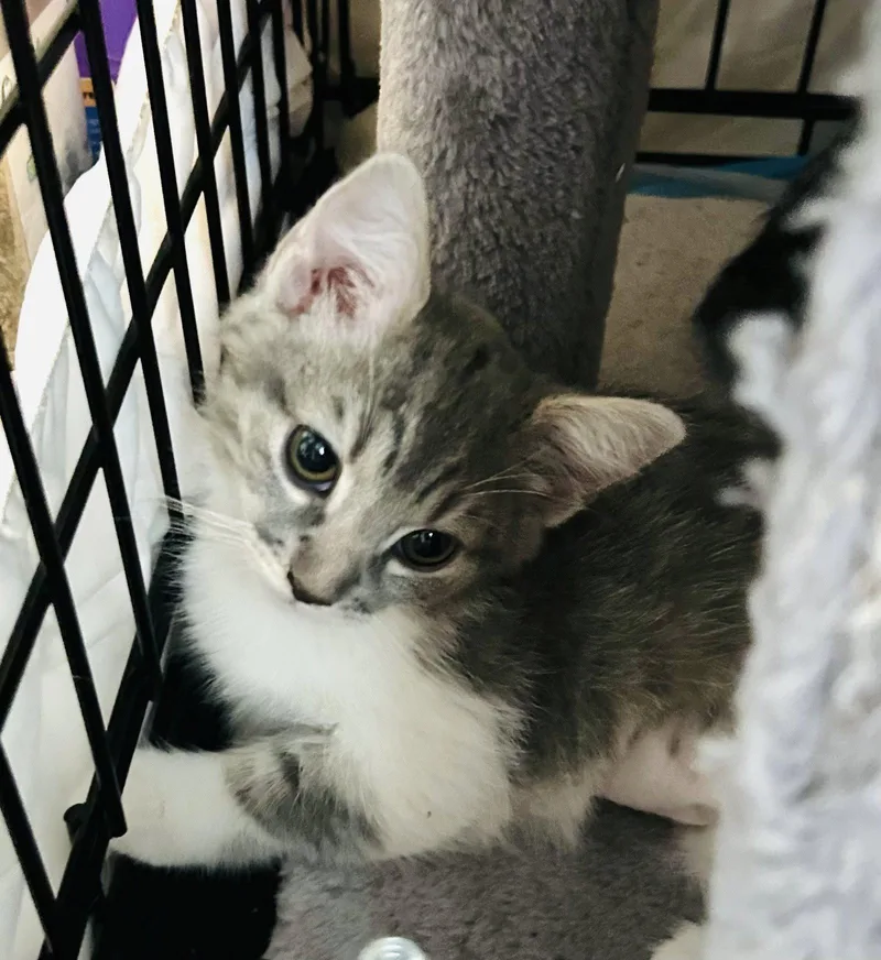 A baby small-sized female Gray & White Domestic Short Hair cat named Cuddles for adoption in Chandler, AZ