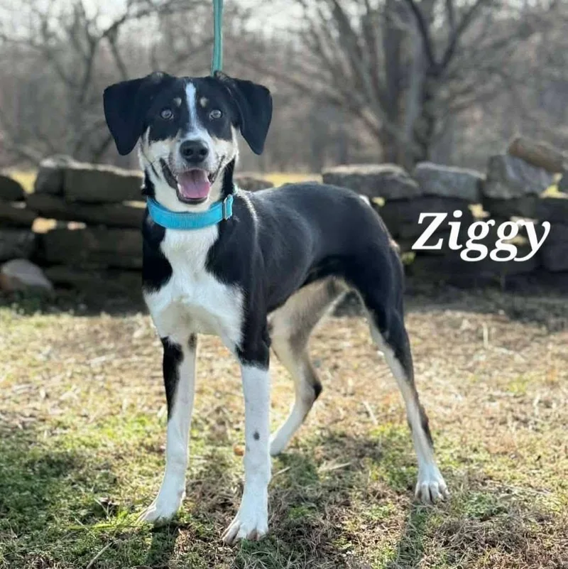 Ziggy trained &  thumbnail 3
