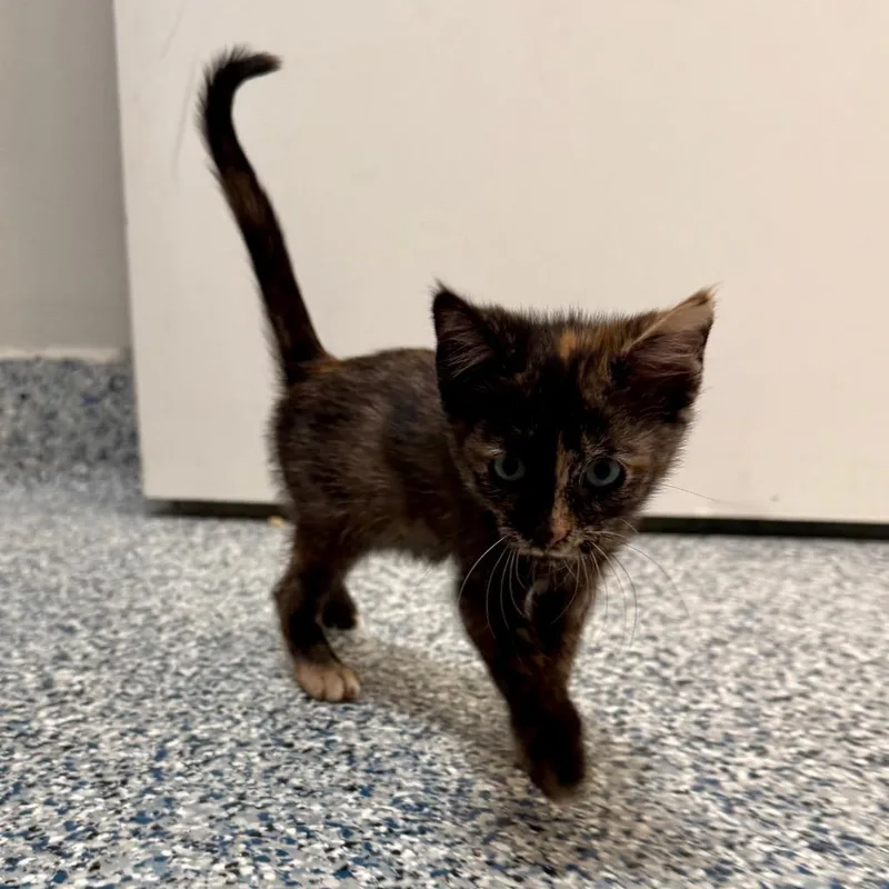 A baby small-sized female Torbie Domestic Short Hair cat named Maple for adoption in Great Falls, MT
