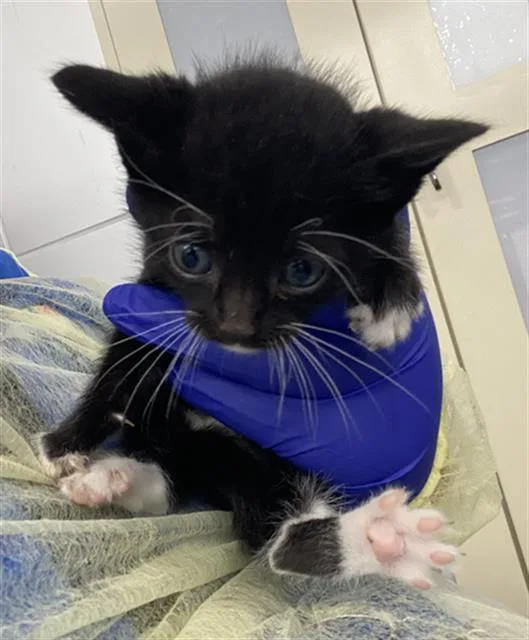 A baby medium-sized female Domestic Short Hair cat named Stormy for adoption in Dallas, TX