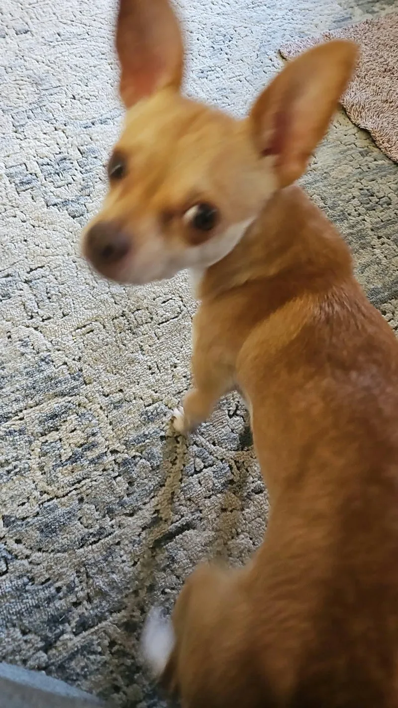 A young small-sized male Chihuahua dog named Oliver for adoption in Sanford, NC