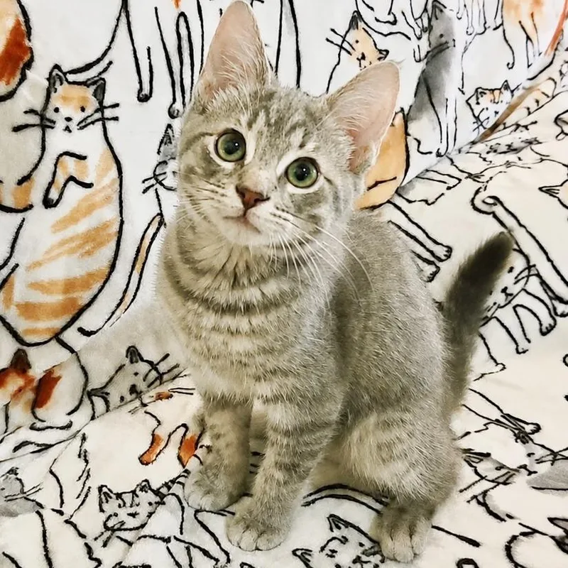A baby small-sized male Gray / Blue / Silver Domestic Short Hair cat named Legit for adoption in Mount Juliet, TN