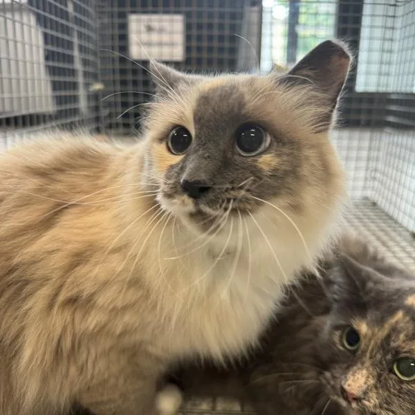 An adult medium-sized female Siamese cat named Beans for adoption in Des Moines, IA
