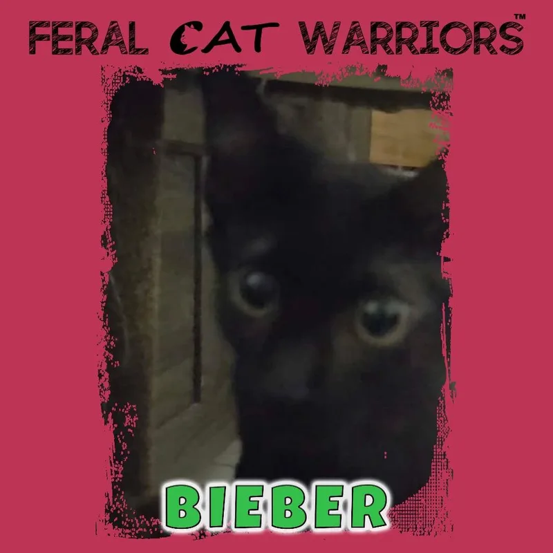 A baby small-sized male Black Domestic Medium Hair cat named Bieber for adoption in Kingman, AZ