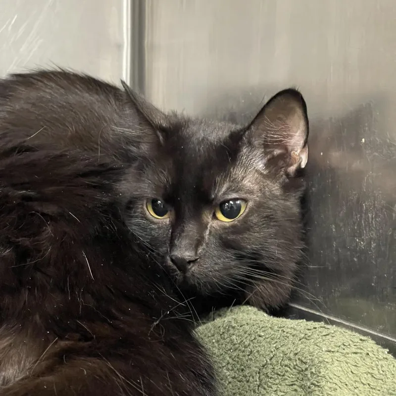 A young medium-sized female Black Domestic Medium Hair cat named Reese for adoption in Tulsa, OK