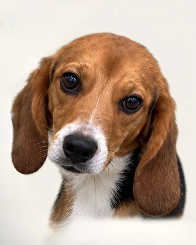 An adult medium-sized male Beagle dog named Flow for adoption in Bothell, WA