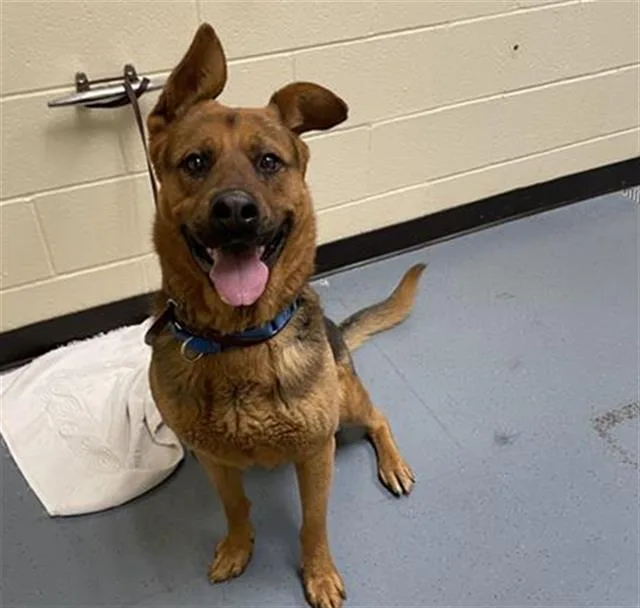 An adult large-sized male German Shepherd Dog dog named Mackie for adoption in Denver, CO