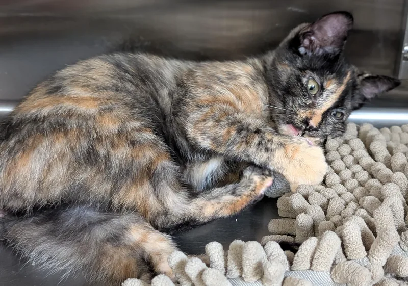 A baby medium-sized female Tortoiseshell Domestic Short Hair cat named Wybie for adoption in Jefferson, WI