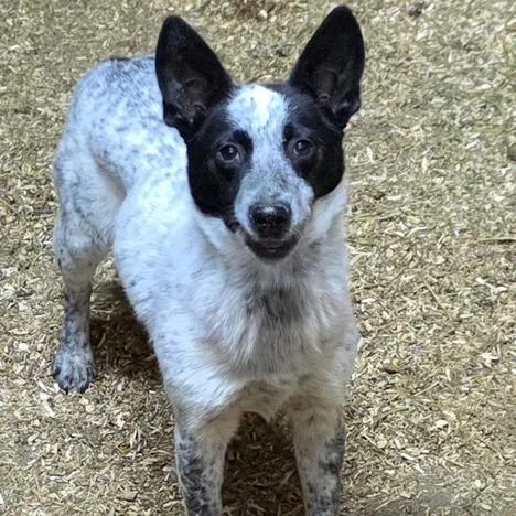 An adult medium-sized male Gray / Blue / Silver Australian Cattle Dog / Blue Heeler dog named Cowboy for adoption in Mooresville, IN