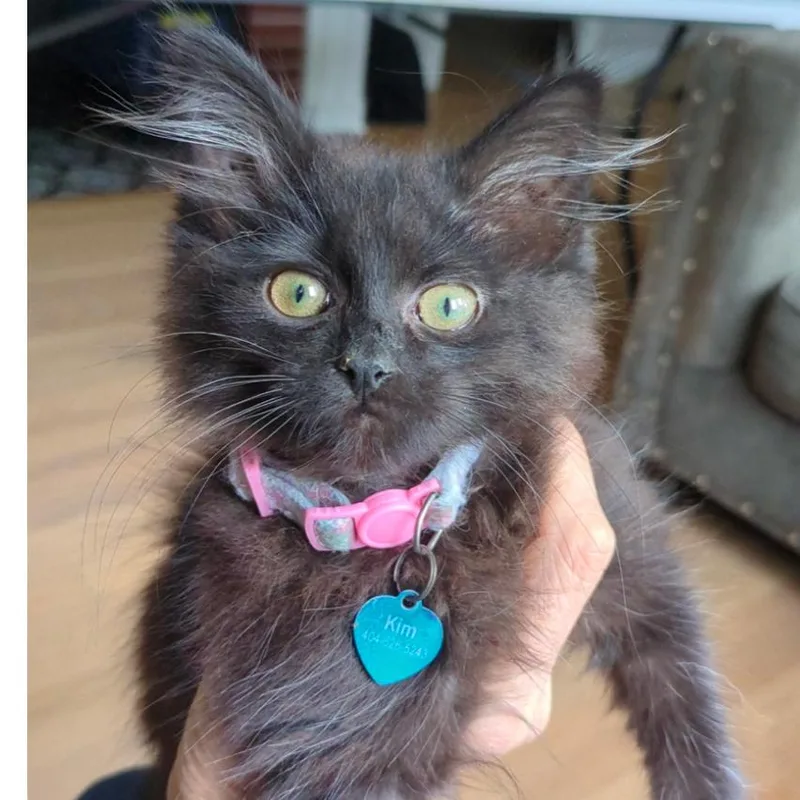 A baby small-sized female Black Domestic Medium Hair cat named Chelsey for adoption in Fayetteville, GA