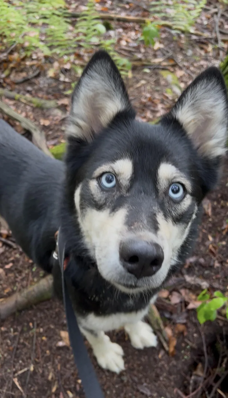 An adult medium-sized female Black Husky dog named Quinoa for adoption in Millerstown, PA