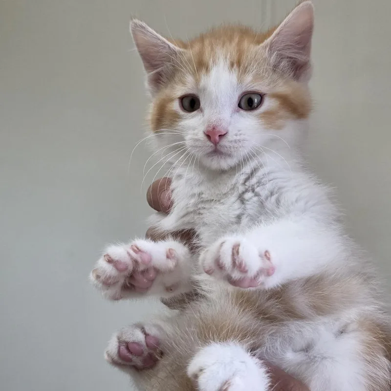 Miso