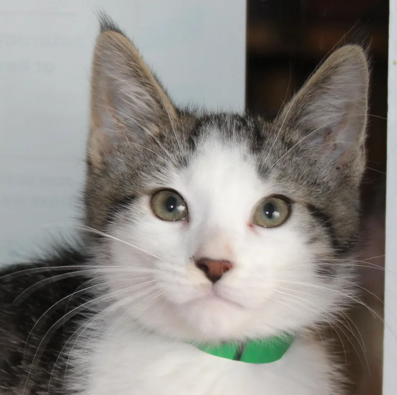 A baby medium-sized male White Domestic Short Hair cat named Mikey for adoption in Huron, SD