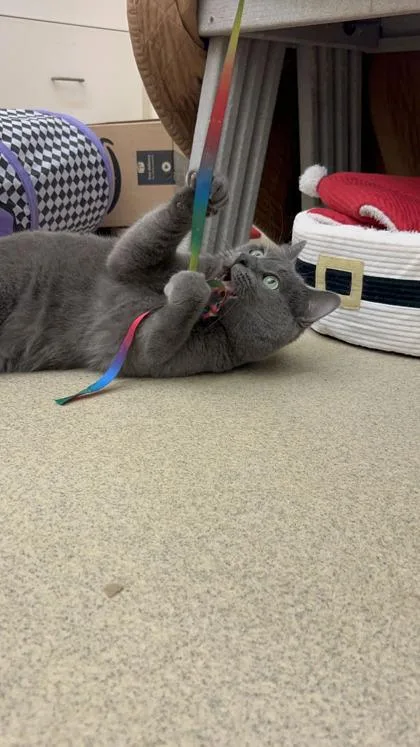 An adult large-sized male Domestic Short Hair cat named Jack Sparrow for adoption in Vero Beach, FL