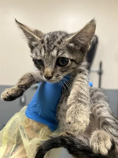 A baby small-sized male Domestic Short Hair cat named Leni for adoption in Las Vegas, NV
