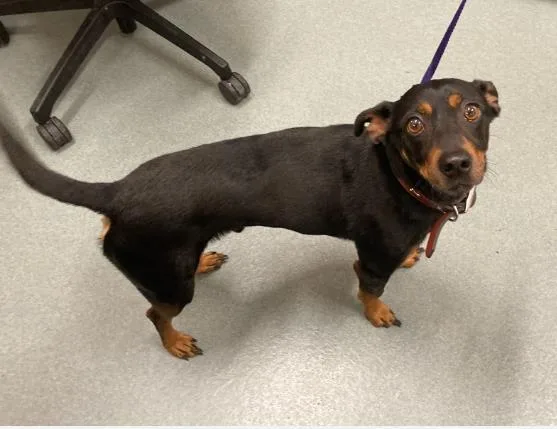 An adult small-sized male Chihuahua dog named Stewie for adoption in Baytown, TX