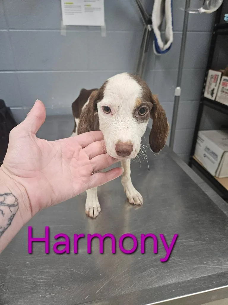A baby small-sized female Hound dog named Harmony for adoption in Livingston, LA
