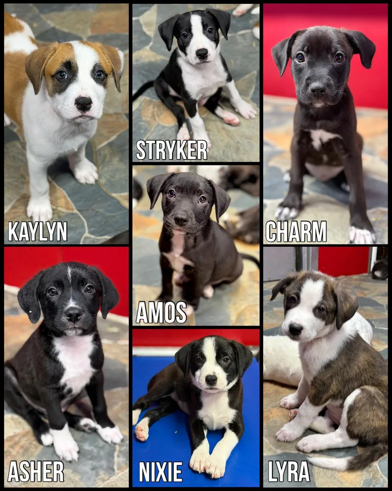 A young medium-sized female Black Labrador Retriever dog named Lab mix Litter for adoption in Glendale, AZ