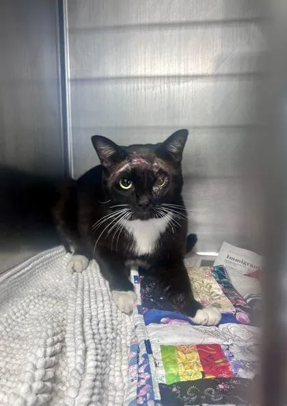 An adult medium-sized male Domestic Short Hair cat named Scarface for adoption in San Antonio, TX