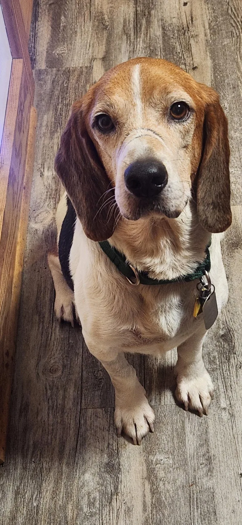 An adult medium-sized male Beagle dog named Hank for adoption in Pittsboro, NC
