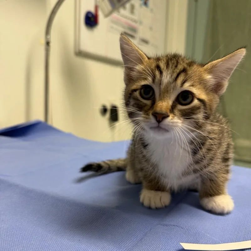 A baby small-sized male Brown / Chocolate Domestic Short Hair cat named Donovan for adoption in Mount Shasta, CA