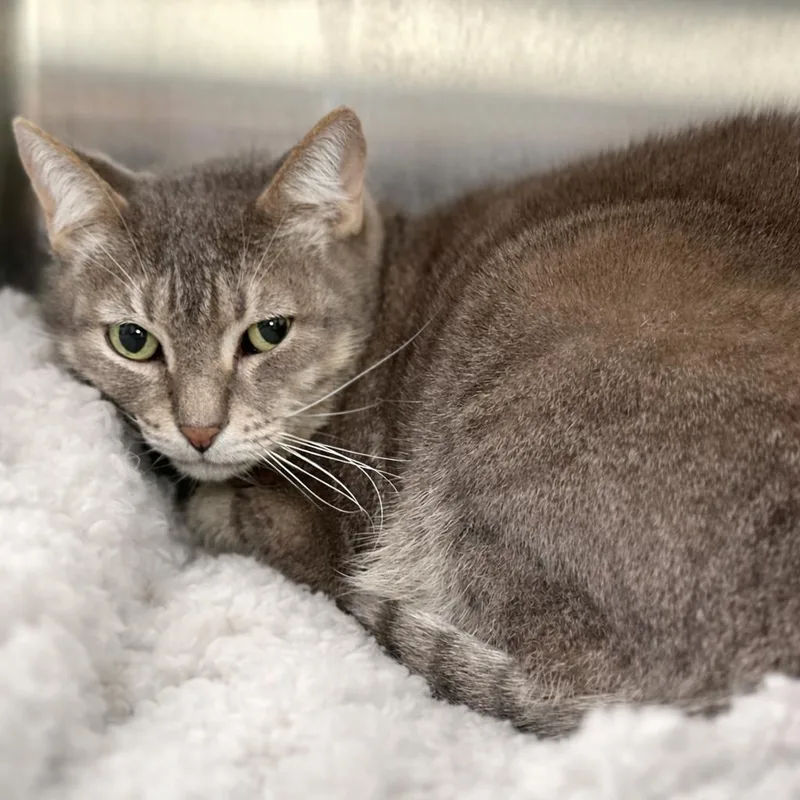 A senior large-sized male Gray / Blue / Silver Domestic Short Hair cat named Ash for adoption in Austin, TX