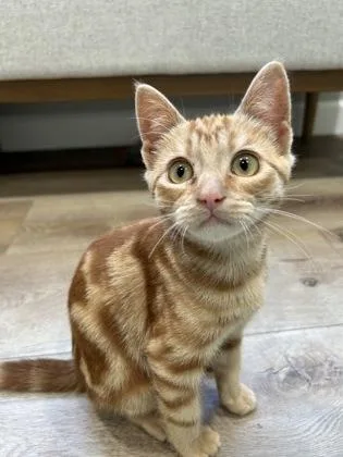 A baby medium-sized male Domestic Short Hair cat named Pillsbury Doughboy for adoption in Pleasanton, CA