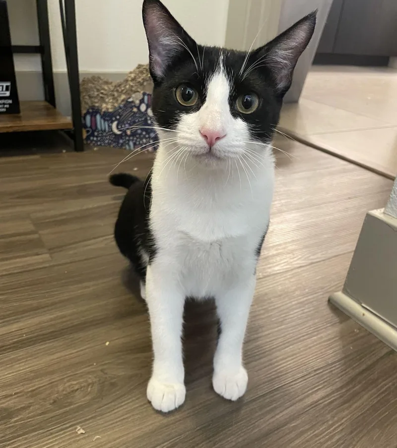 A young medium-sized female Black & White / Tuxedo Domestic Short Hair cat named Violet for adoption in Los Angeles, CA