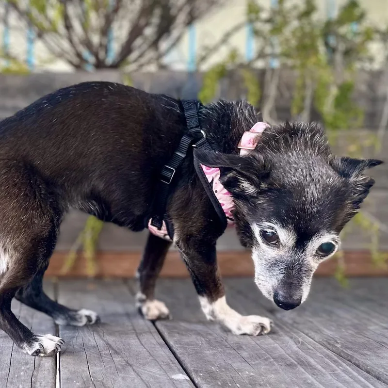 A senior small-sized female White / Cream Chihuahua dog named Peppercorn for adoption in Pacific Grove, CA