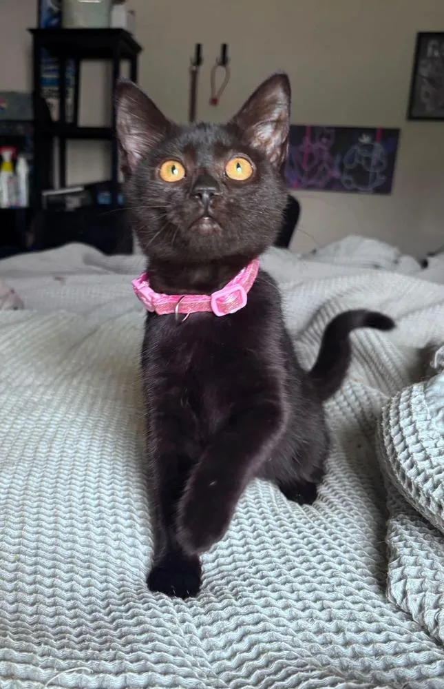 A baby small-sized female Black Domestic Short Hair cat named Midnight for adoption in Milton, DE