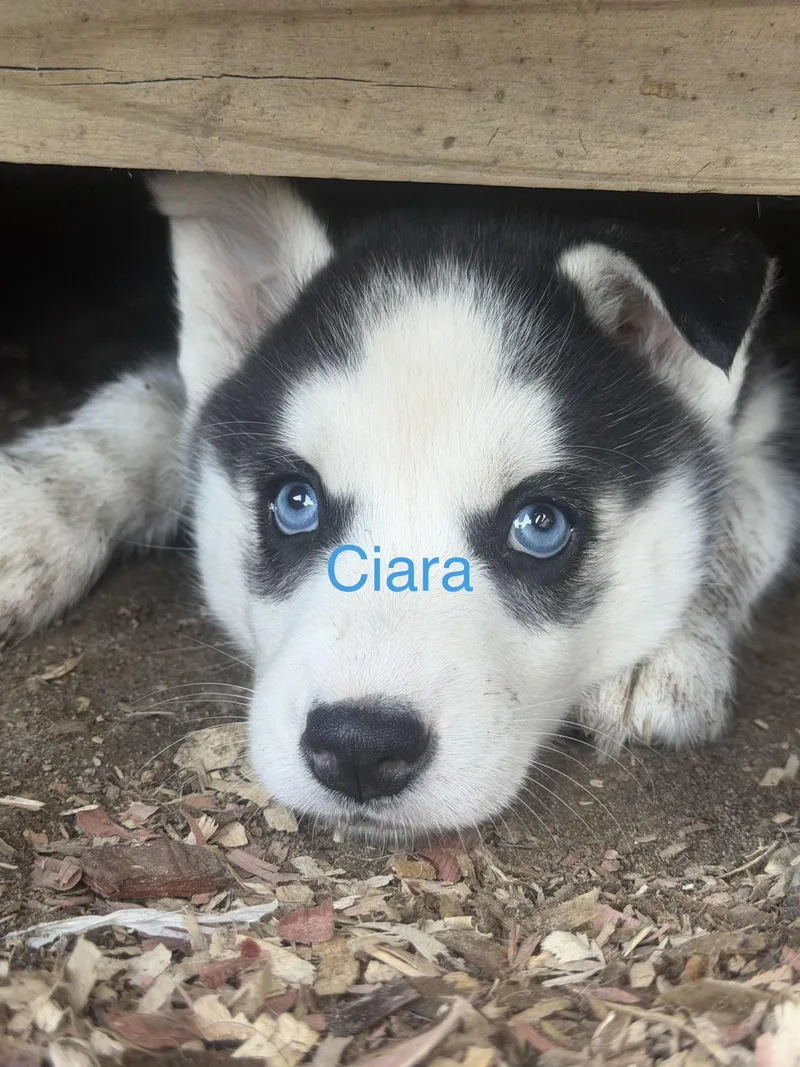 A baby large-sized female Black Husky dog named Ciara for adoption in Fredericksburg, VA