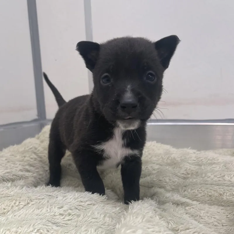 A baby medium-sized male Black Rottweiler dog named Tipo for adoption in Murray, UT