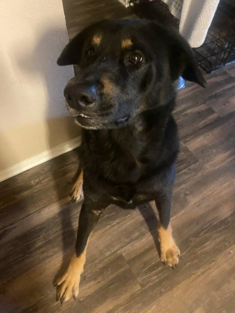 An adult large-sized female German Shepherd Dog dog named Riley for adoption in Tracy, CA