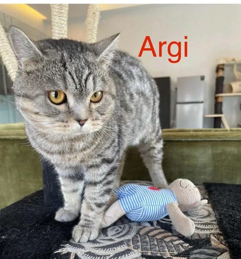 A baby large-sized male British Shorthair cat named Argi for adoption in San Jacinto, CA