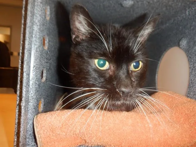 A senior large-sized male Domestic Short Hair cat named Archimedes for adoption in San Jose, CA