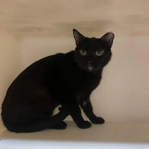 An adult small-sized female Black Domestic Short Hair cat named Nina for adoption in Madison, WI