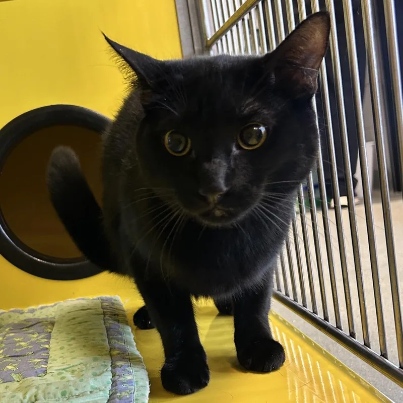 A young medium-sized male Black Domestic Short Hair cat named Leo for adoption in Abilene, TX