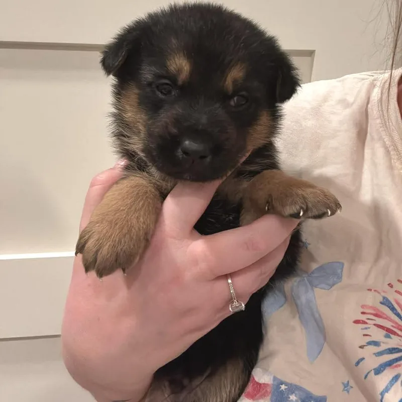 Blueberry Jelly thumbnail 2