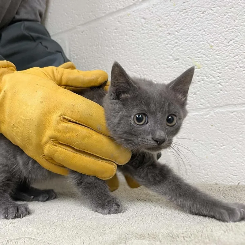 A baby small-sized female Gray / Blue / Silver Domestic Short Hair cat named Svasstray for adoption in Lyndhurst, VA