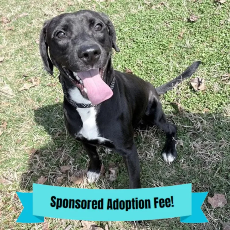 An adult medium-sized male Black Labrador Retriever dog named Jet for adoption in Novelty, OH