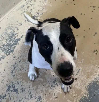 An adult medium-sized female Pit Bull Terrier dog named Eunice for adoption in West Memphis, AR