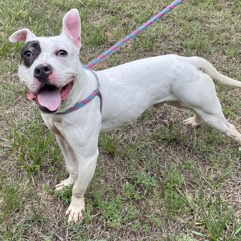 An adult medium-sized male White / Cream Mixed Breed dog named Simon for adoption in Yanceyville, NC