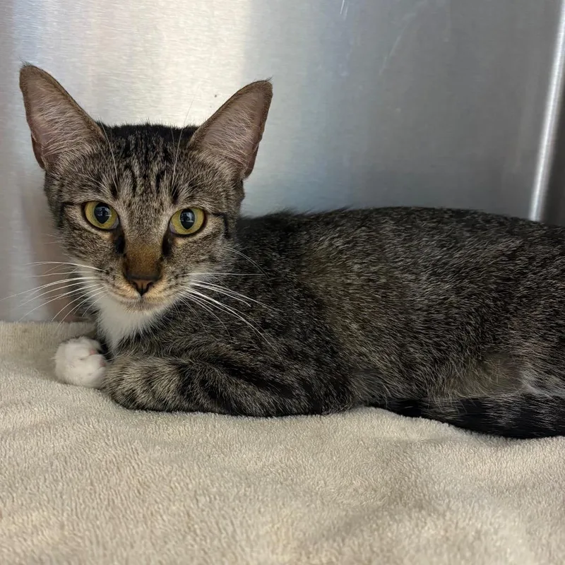 An adult medium-sized female Brown / Chocolate Domestic Short Hair cat named Betty for adoption in Englewood, FL