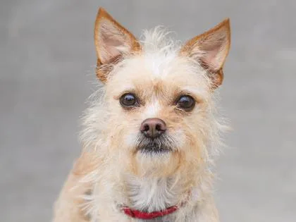 An adult small-sized male Mixed Breed dog named Lalo for adoption in Longmont, CO