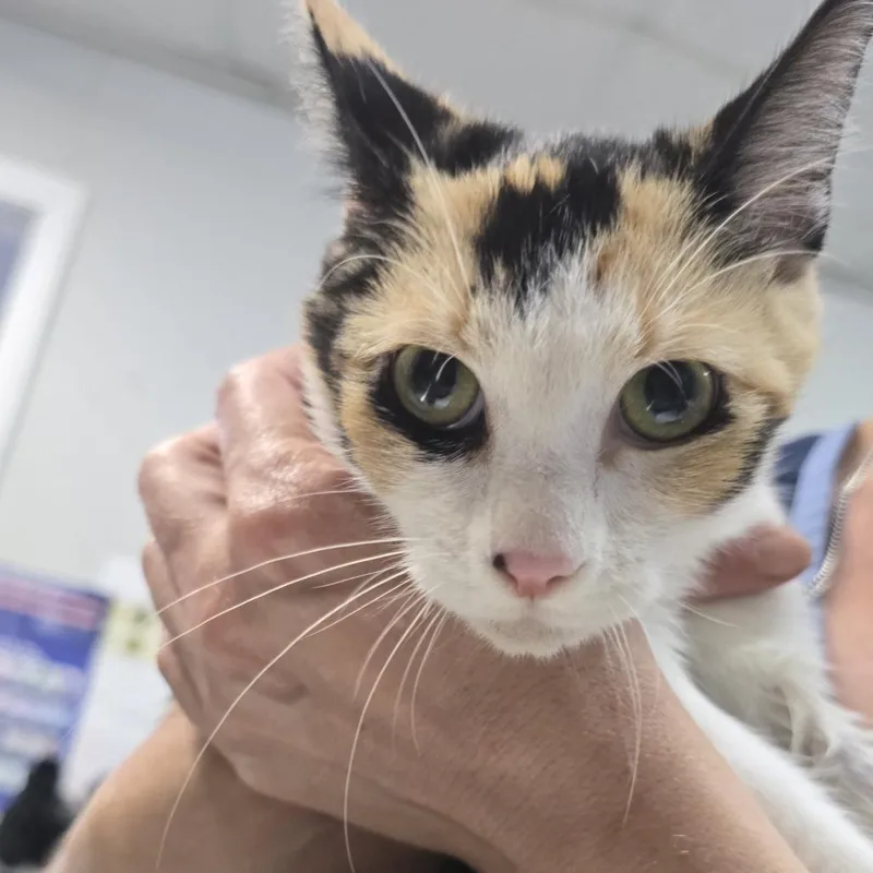 A young medium-sized female Domestic Short Hair cat named Bopitty for adoption in Marble, NC