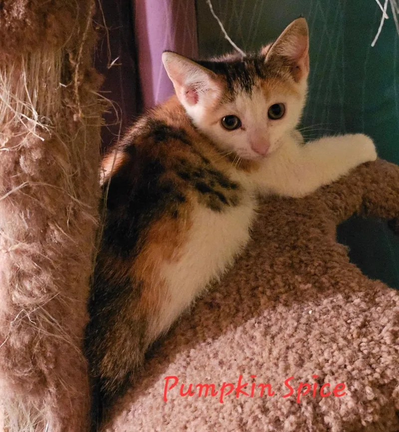 A baby medium-sized female Domestic Short Hair cat named Pumpkin Spice for adoption in Penndel, PA