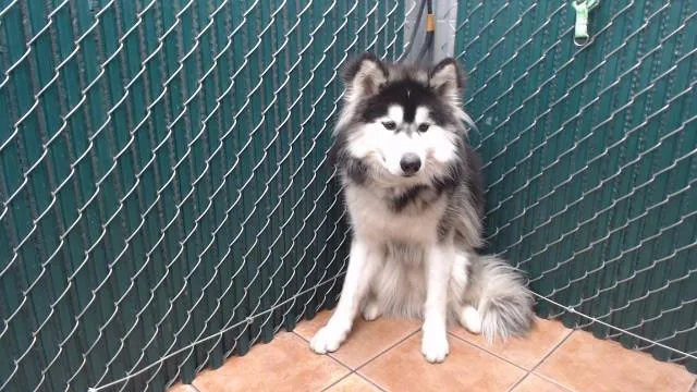 A young medium-sized male Siberian Husky dog named Jessie for adoption in Downey, CA