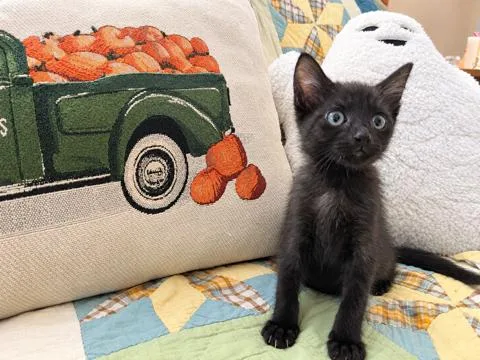 A baby small-sized male Domestic Short Hair cat named Hayden & Olive BONDED for adoption in Boca Raton, FL